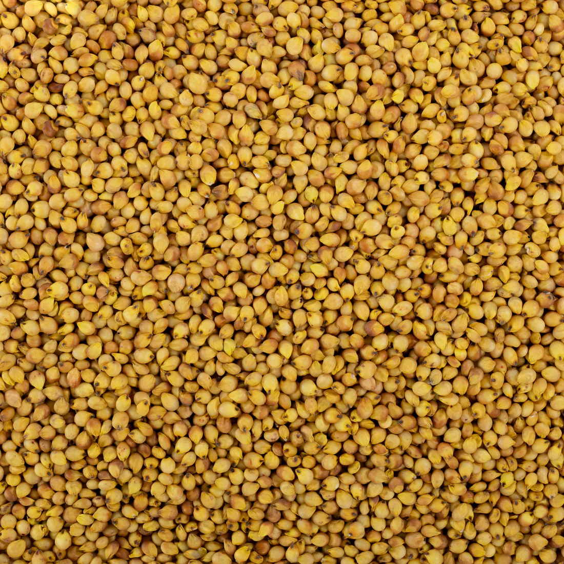 Yellow Sorghum
